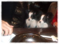 �t�����`�u���h�b�O�i�t���u���j�摜