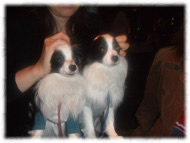 �t�����`�u���h�b�O�i�t���u���j�摜