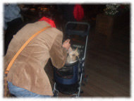 �t�����`�u���h�b�O�i�t���u���j�摜