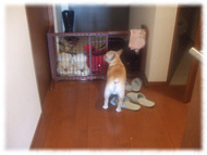 �t�����`�u���h�b�O�i�t���u���j�摜