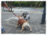 �t�����`�u���h�b�O�i�t���u���j�摜