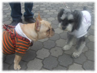 �t�����`�u���h�b�O�i�t���u���j�摜