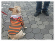 �t�����`�u���h�b�O�i�t���u���j�摜