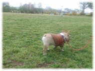 �t�����`�u���h�b�O�i�t���u���j�摜