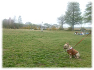 �t�����`�u���h�b�O�i�t���u���j�摜