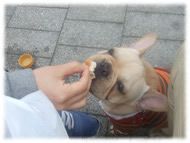 �t�����`�u���h�b�O�i�t���u���j�摜