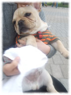 �t�����`�u���h�b�O�i�t���u���j�摜