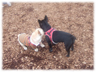 �t�����`�u���h�b�O�i�t���u���j�摜