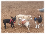 �t�����`�u���h�b�O�i�t���u���j�摜