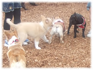 �t�����`�u���h�b�O�i�t���u���j�摜