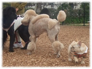 �t�����`�u���h�b�O�i�t���u���j�摜