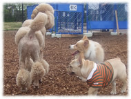 �t�����`�u���h�b�O�i�t���u���j�摜