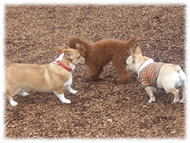 �t�����`�u���h�b�O�i�t���u���j�摜