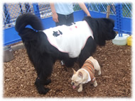 �t�����`�u���h�b�O�i�t���u���j�摜