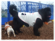 �t�����`�u���h�b�O�i�t���u���j�摜