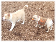 �t�����`�u���h�b�O�i�t���u���j�摜