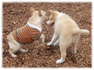 �t�����`�u���h�b�O�i�t���u���j�摜