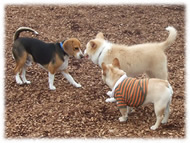 �t�����`�u���h�b�O�i�t���u���j�摜