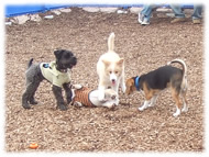 �t�����`�u���h�b�O�i�t���u���j�摜