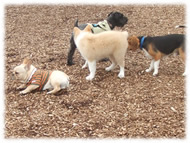 �t�����`�u���h�b�O�i�t���u���j�摜