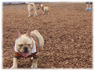 �t�����`�u���h�b�O�i�t���u���j�摜