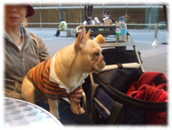 �t�����`�u���h�b�O�i�t���u���j�摜