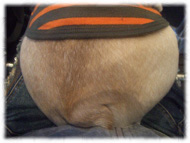 �t�����`�u���h�b�O�i�t���u���j�摜