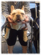 �t�����`�u���h�b�O�i�t���u���j�摜