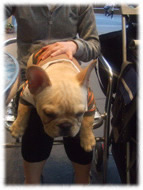 �t�����`�u���h�b�O�i�t���u���j�摜