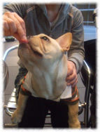 �t�����`�u���h�b�O�i�t���u���j�摜