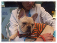 �t�����`�u���h�b�O�i�t���u���j�摜