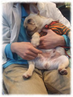 �t�����`�u���h�b�O�i�t���u���j�摜