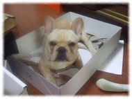 �t�����`�u���h�b�O�i�t���u���j�摜