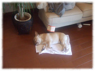 �t�����`�u���h�b�O�i�t���u���j�摜