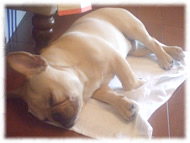 �t�����`�u���h�b�O�i�t���u���j�摜