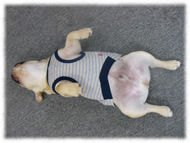 �t�����`�u���h�b�O�i�t���u���j�摜