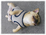 �t�����`�u���h�b�O�i�t���u���j�摜