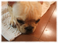 �t�����`�u���h�b�O�i�t���u���j�摜