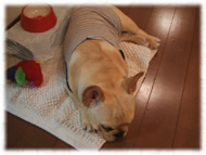 �t�����`�u���h�b�O�i�t���u���j�摜