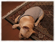 �t�����`�u���h�b�O�i�t���u���j�摜