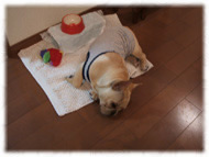 �t�����`�u���h�b�O�i�t���u���j�摜