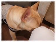 �t�����`�u���h�b�O�i�t���u���j�摜