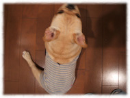 �t�����`�u���h�b�O�i�t���u���j�摜