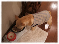 �t�����`�u���h�b�O�i�t���u���j�摜