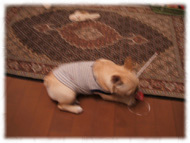 �t�����`�u���h�b�O�i�t���u���j�摜