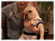 �t�����`�u���h�b�O�i�t���u���j�摜