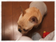 �t�����`�u���h�b�O�i�t���u���j�摜