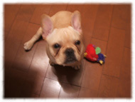 �t�����`�u���h�b�O�i�t���u���j�摜