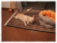 �t�����`�u���h�b�O�i�t���u���j�摜