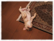 �t�����`�u���h�b�O�i�t���u���j�摜